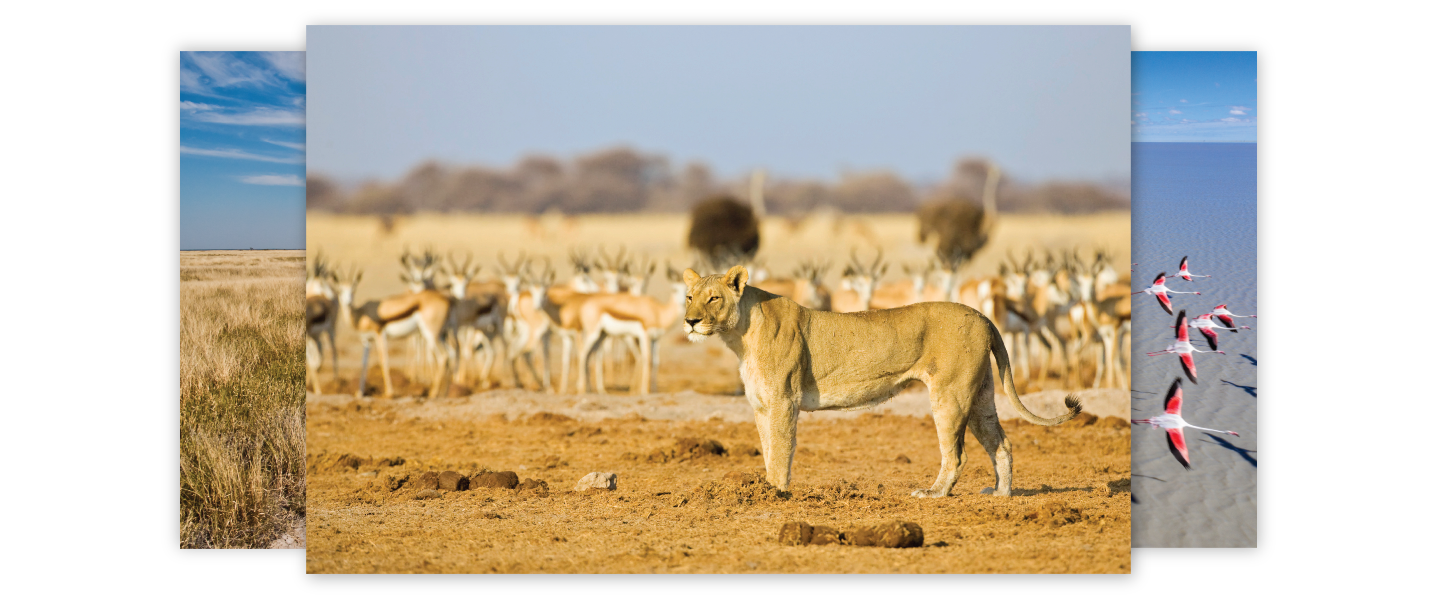 dfscom_stories_global_202202_feb_Salt-rich-Travel-Destinations_Makgadikgadi-Pan-_Botswana.png